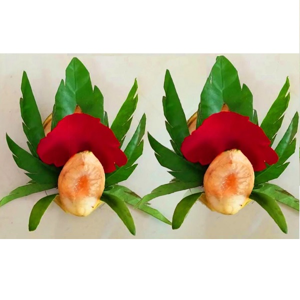 Trầu Têm Cánh Phượng